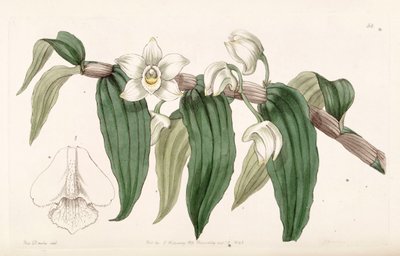 Dendrobium aqueum by Miss Drake